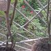 Brancoveanu, p/4, proprietar,mobilat,colaborez,ocazie.
